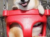 Super Swinging Dogs Swings