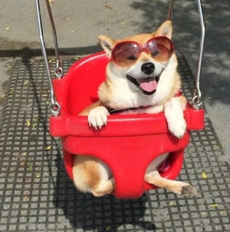 Dog in Playground Swing