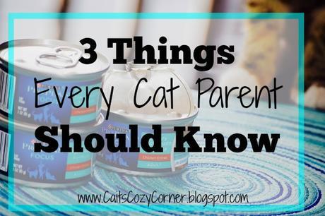 3 Things Every Cat Parent Should Know