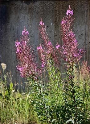 Fecund Fireweed’s Far-flung Seeds