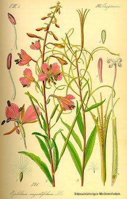 Fecund Fireweed’s Far-flung Seeds Fecund Fireweed’s Far-flung Seeds