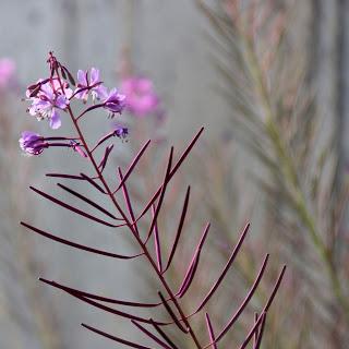 Fecund Fireweed’s Far-flung Seeds