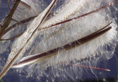 Fecund Fireweed’s Far-flung Seeds