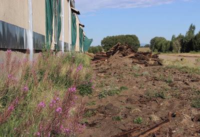 Fecund Fireweed’s Far-flung Seeds