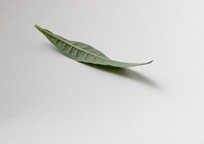 Fecund Fireweed’s Far-flung Seeds Fecund Fireweed’s Far-flung Seeds