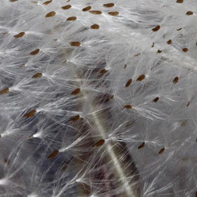 Fecund Fireweed’s Far-flung Seeds Fecund Fireweed’s Far-flung Seeds