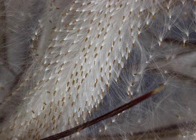 Fecund Fireweed’s Far-flung Seeds