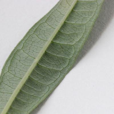 Fecund Fireweed’s Far-flung Seeds Fecund Fireweed’s Far-flung Seeds