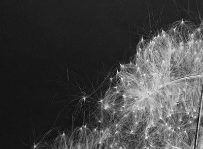 Fecund Fireweed’s Far-flung Seeds Fecund Fireweed’s Far-flung Seeds