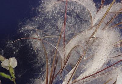 Fecund Fireweed’s Far-flung Seeds