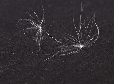 Fecund Fireweed’s Far-flung Seeds Fecund Fireweed’s Far-flung Seeds