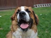 Pain #medication #dogs #epetsure