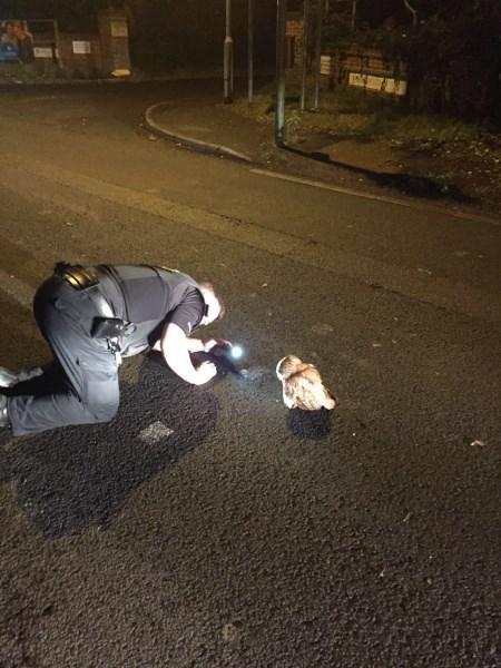 A Thames Valley police officer tries to reason with the stubborn owl