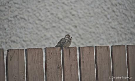 A little bird on a fence