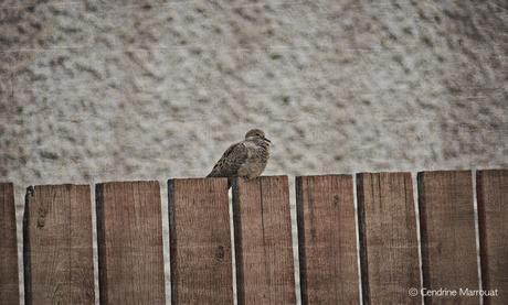 A little bird on a fence