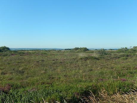 Goonhilly Downs