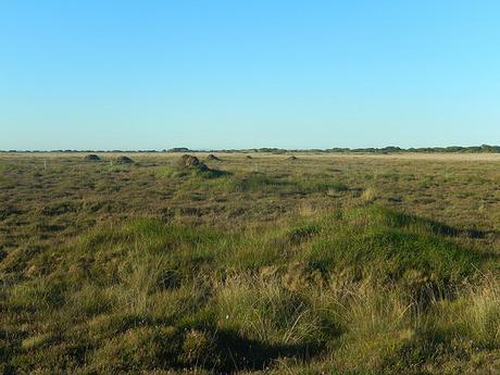 Goonhilly Downs