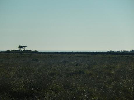 Goonhilly Downs