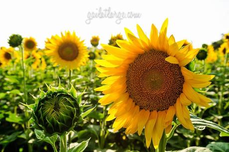 sunflowers near Vale de Figueira, Portugal