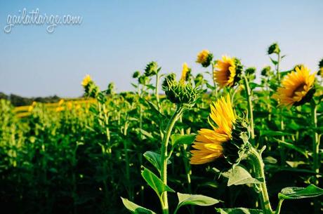 sunflowers near Vale de Figueira, Portugal