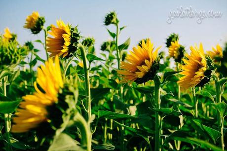 sunflowers near Vale de Figueira, Portugal