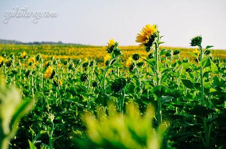 sunflowers near Vale de Figueira, Portugal