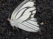 Butterfly Garden Hutchison REVIEW