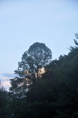 Sky ~ Tree ~ Cloud