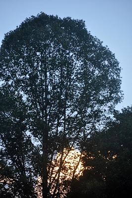 Sky ~ Tree ~ Cloud