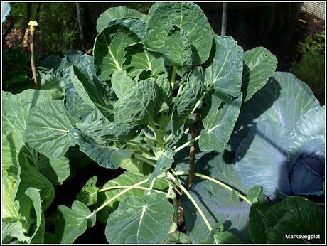 Treating brassicas for Whitefly
