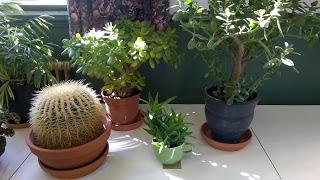 Trelawnyd Flower Show