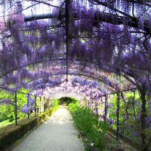 Wisteria BLVD Fragrance Oil