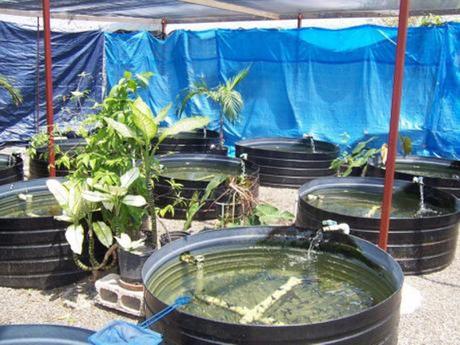 Home Aquaculture Backyard Fish Farming