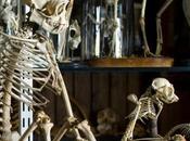 #London Summer #SchoolHolidays Grant Museum Zoology @GrantMuseum