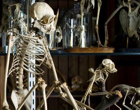 #London Summer #SchoolHolidays - The Grant Museum of Zoology @GrantMuseum