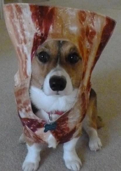 Dog Who Loves Bacon