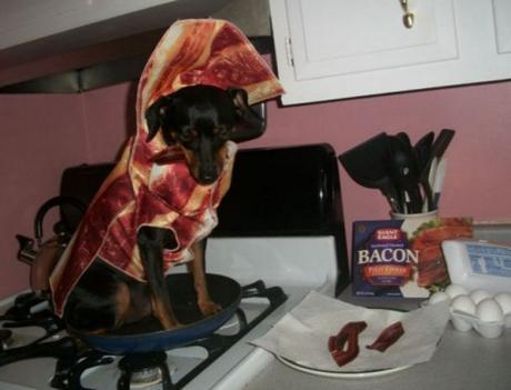 Dog Who Loves Bacon