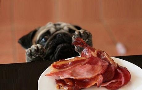 Top 10 Food Crazy Dogs Who Love Bacon