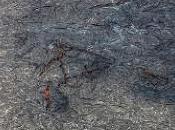 Using Case Study Method Research