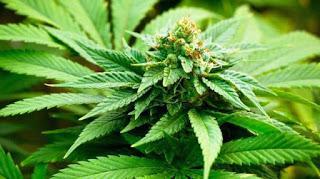 DEA Smokes Cannabis -- in the Perjorative Sense