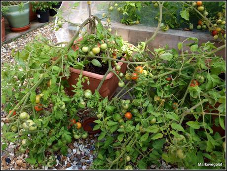 Continuing care for the Tomatoes