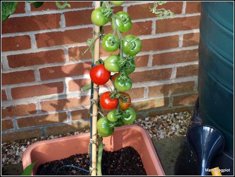 Continuing care for the Tomatoes