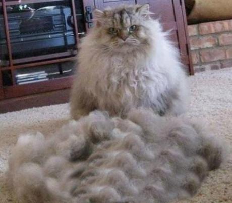 Funny Cats Hair