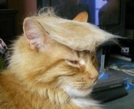 Funny Cats Hair