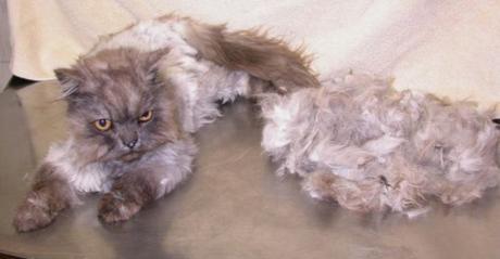 Funny Cats Hair