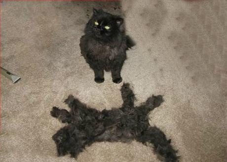 Funny Cats Hair