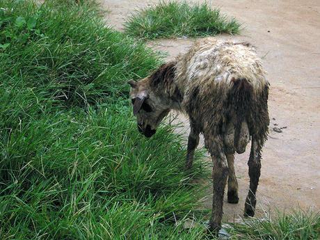 Ghana sheep by the road