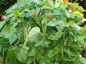 Runner Beans Contrast Styles