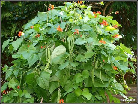 Runner Beans - a contrast in styles