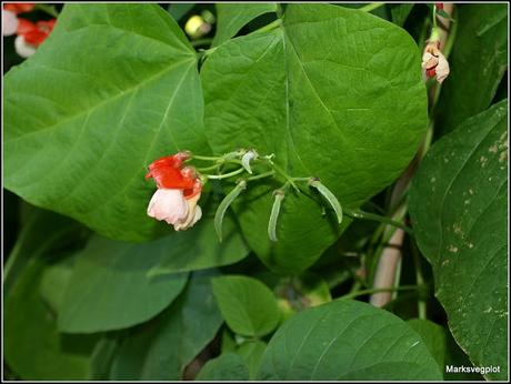 Runner Beans - a contrast in styles